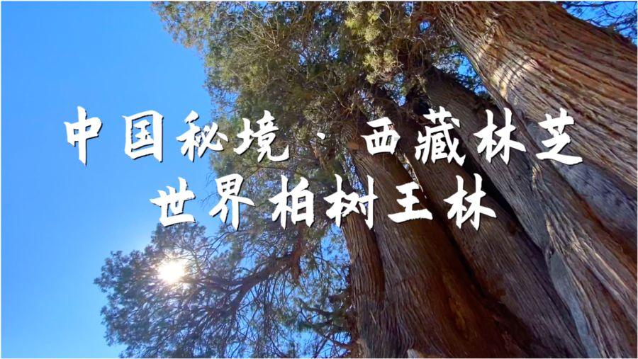 黄鸟逃生